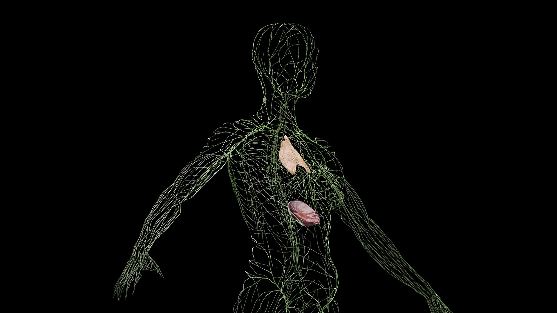 Female Full Anatomy 3D model https://p.turbosquid.com/ts-thumb/xb/UkvHFV/uY/anatomy_v2_female_ps_008/jpg/1667222000/1920x1080/fit_q87/3154e689e5e6da5c29fa59b8468887426f887055/anatomy_v2_female_ps_008.jpg