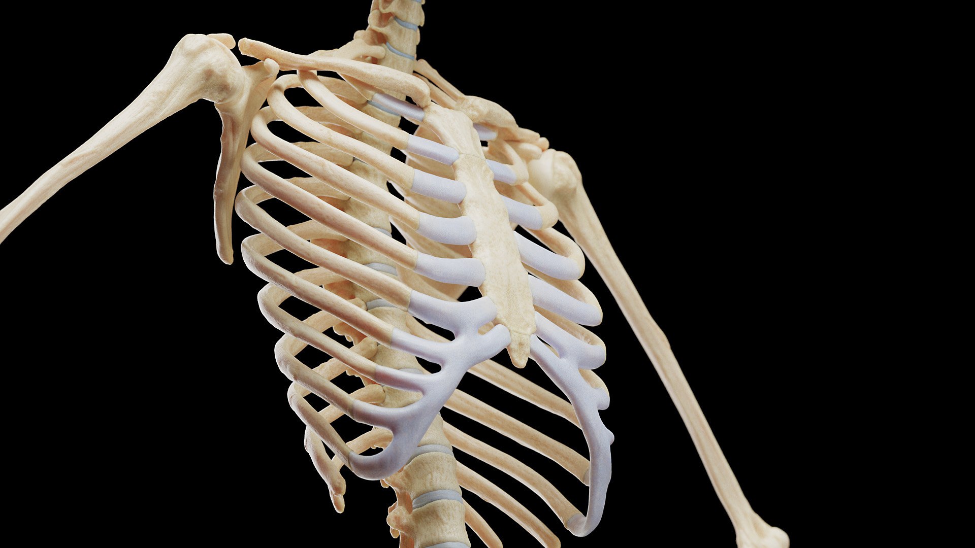 Female Full Anatomy 3D model https://p.turbosquid.com/ts-thumb/xb/UkvHFV/vi/anatomy_v2_female_ps_029/jpg/1667222011/1920x1080/fit_q87/ec46e2108f93806317aa22117532af667ca408bb/anatomy_v2_female_ps_029.jpg