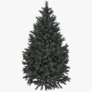 Pine Fir Tree