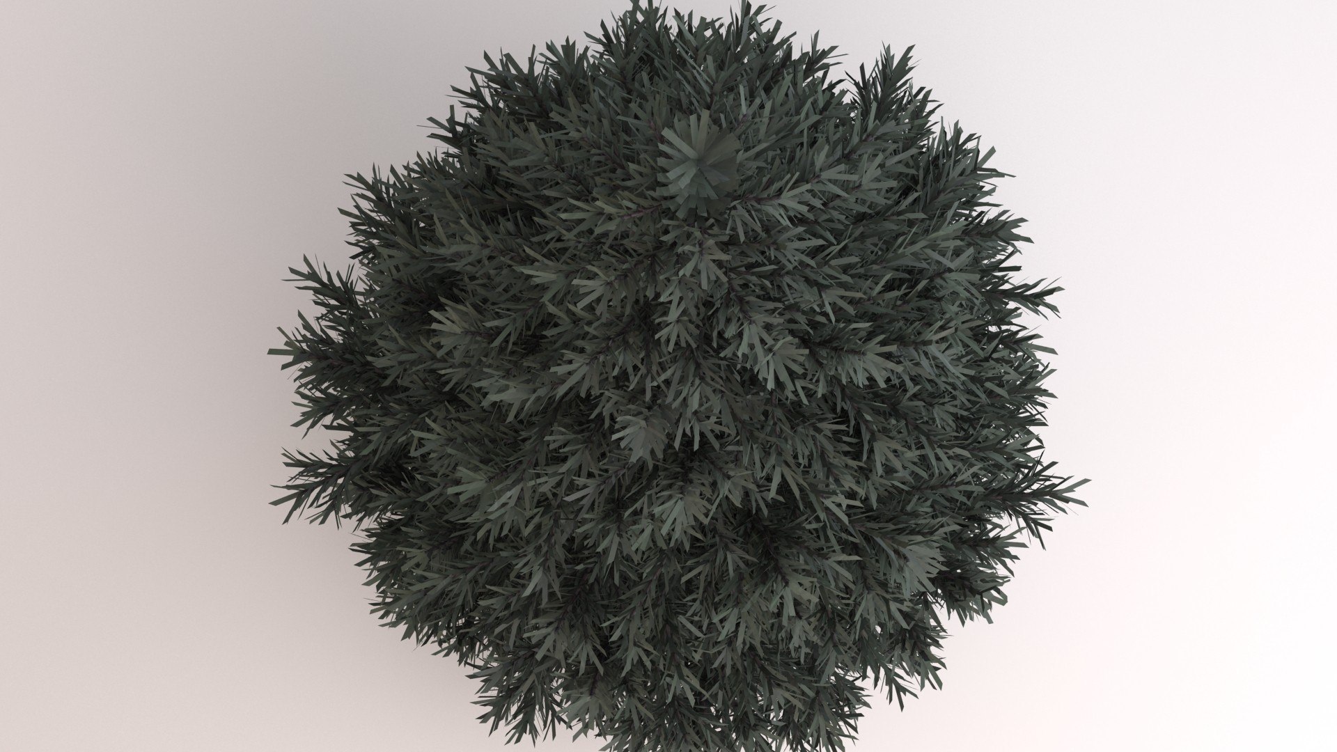 3d Pine Fir Tree