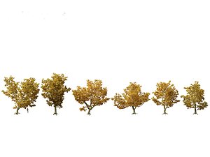 Platanus acerifolia - London plane 05 3D model