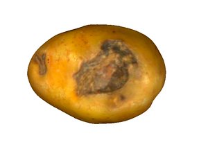 Potato