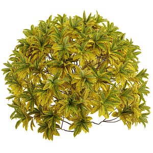 3D model Croton plants - 06