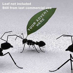Ant