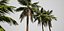 Palm Tree 3D Models 3D model