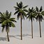 Palm Tree 3D Models 3D model