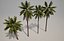 Palm Tree 3D Models 3D model