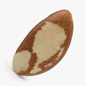 Brazil Nut 01