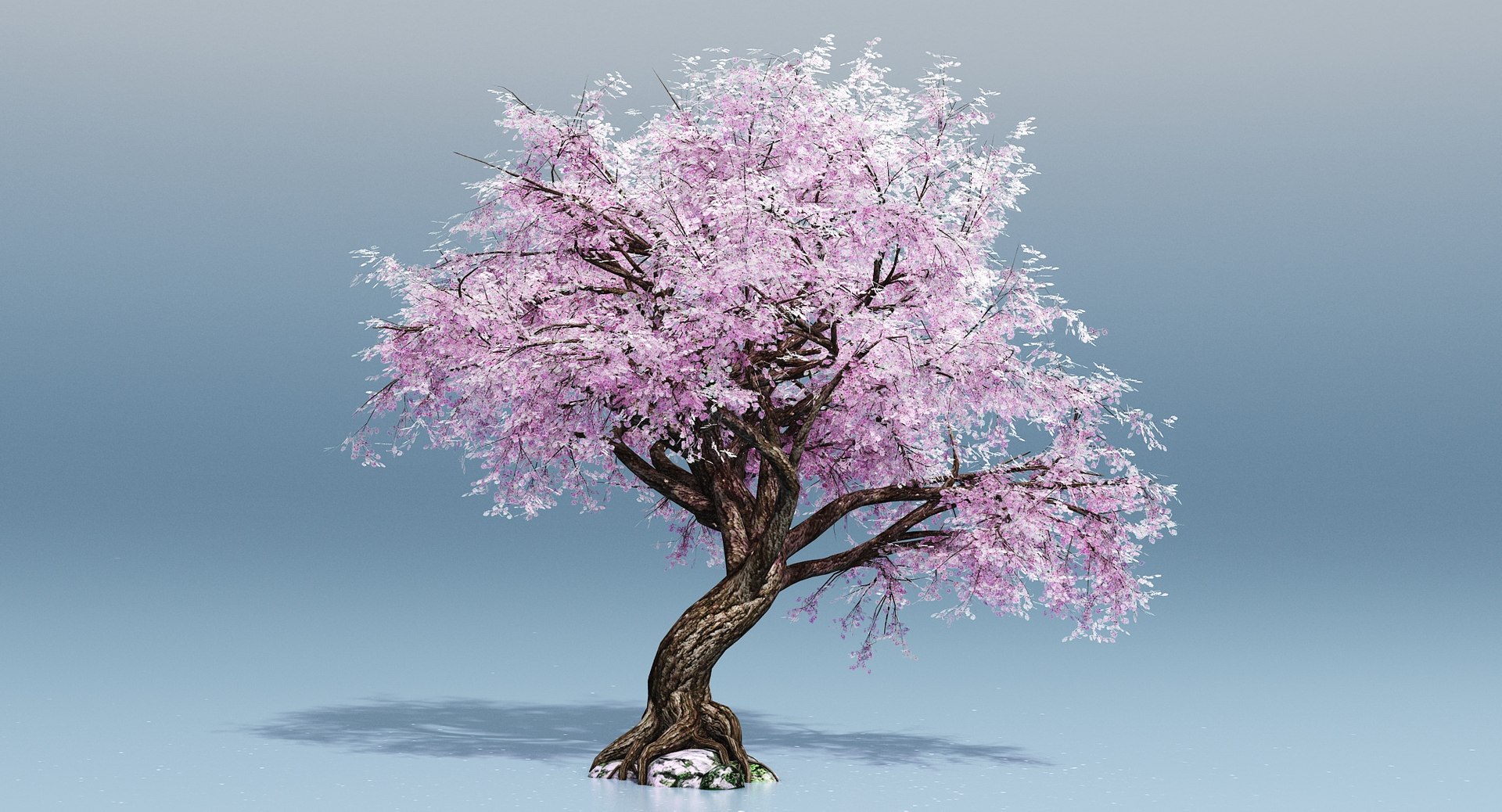 Cherry Blossom Tree 3D - TurboSquid 1189864