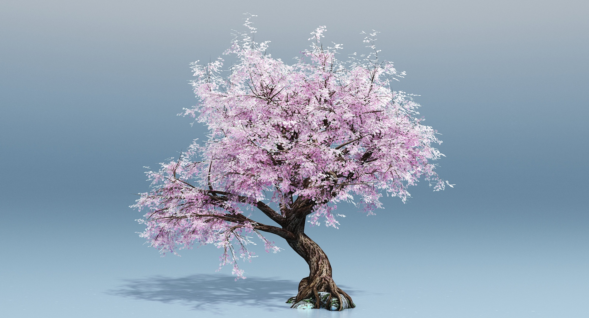 cherry blossom tree 3D https://p.turbosquid.com/ts-thumb/xc/3axg5U/Ol49GIRM/cherryblossom/jpg/1501995883/1920x1080/turn_fit_q99/085ccf7f5233fc48655f9d203b81cc3f8f07cfa8/cherryblossom-1.jpg