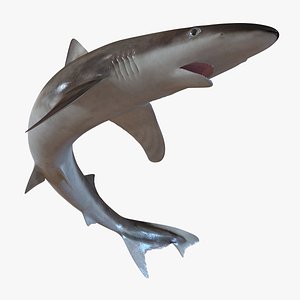school shark pose 2 3d 3ds