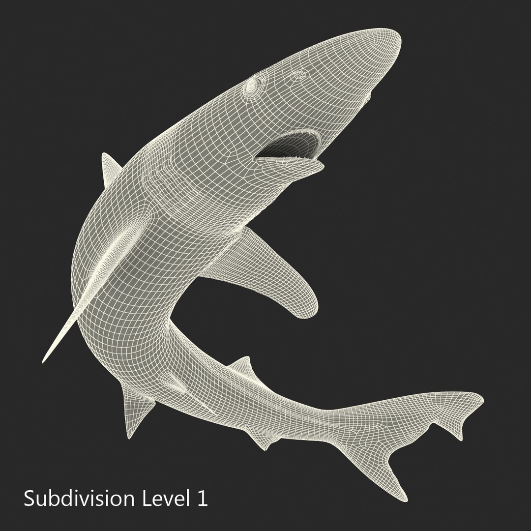 school shark pose 2 3d 3ds https://p.turbosquid.com/ts-thumb/xc/3h2TmW/1Uu8wLrn/3dmodelofschoolshark18/jpg/1447067360/1920x1080/fit_q87/48f61feefa9fbd47c29e4b4cc816e4279d0fde9d/3dmodelofschoolshark18.jpg