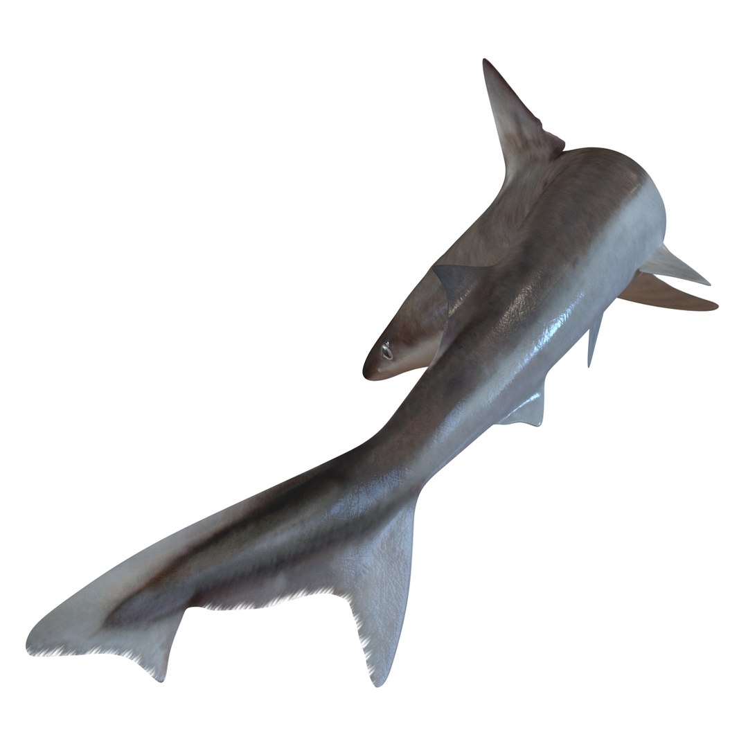 school shark pose 2 3d 3ds https://p.turbosquid.com/ts-thumb/xc/3h2TmW/2e49LCzg/3dmodelofschoolshark08/jpg/1447067359/1920x1080/fit_q87/0b8adf9e46ae2e4c52919f77955d68a598bba0a3/3dmodelofschoolshark08.jpg