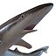 School Shark Swimming Pose 3D Model