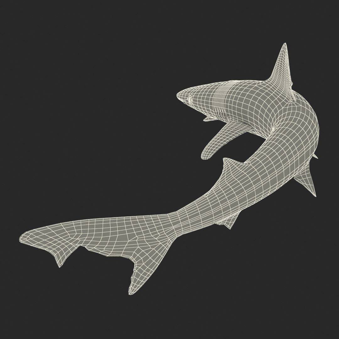 school shark pose 2 3d 3ds https://p.turbosquid.com/ts-thumb/xc/3h2TmW/5HjbPEoU/3dmodelofschoolshark25/jpg/1447067361/1920x1080/fit_q87/fbfe256be6c10891c589abe94527b8b8f422a1d6/3dmodelofschoolshark25.jpg