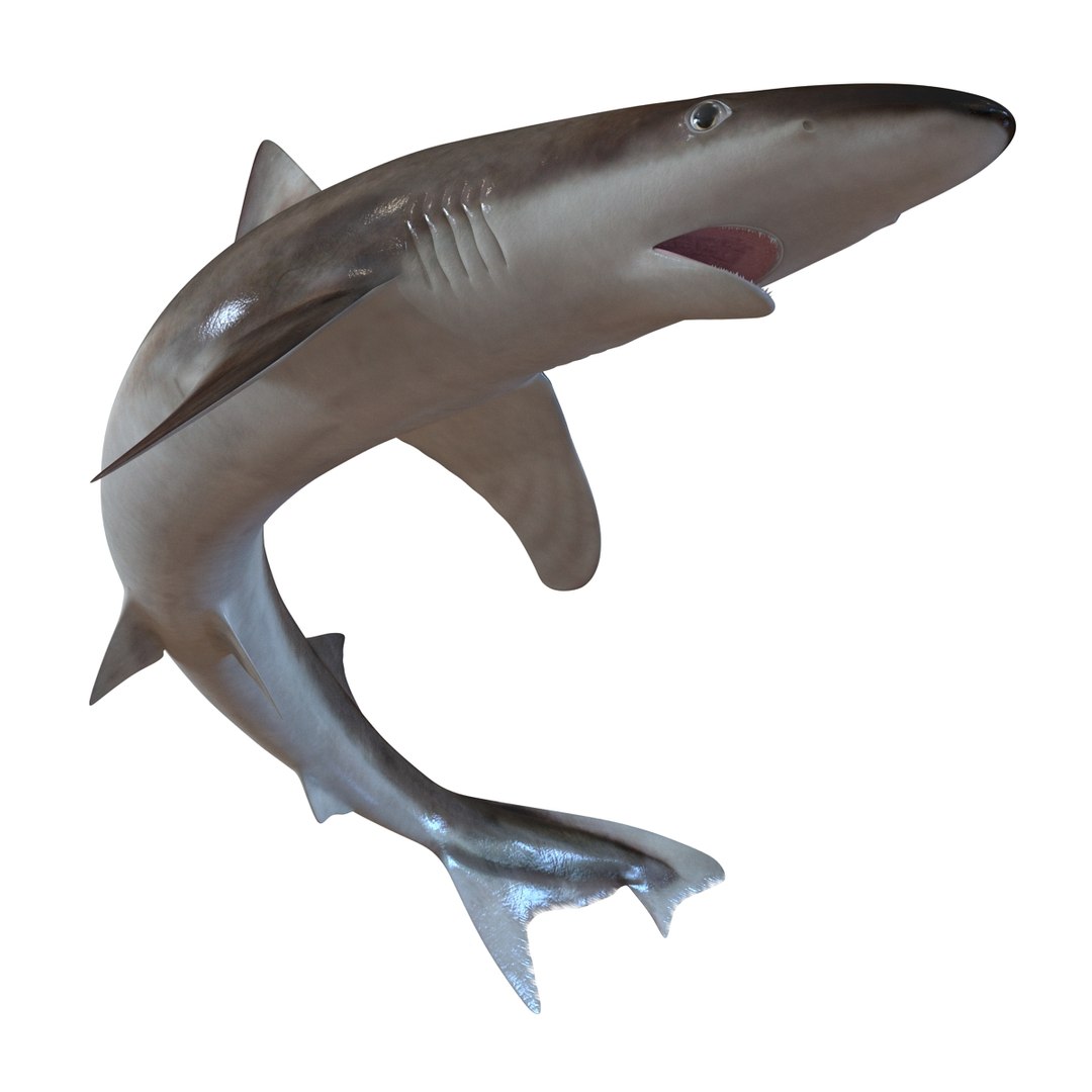 School Shark Swimming Pose 3D Model 3D model preview