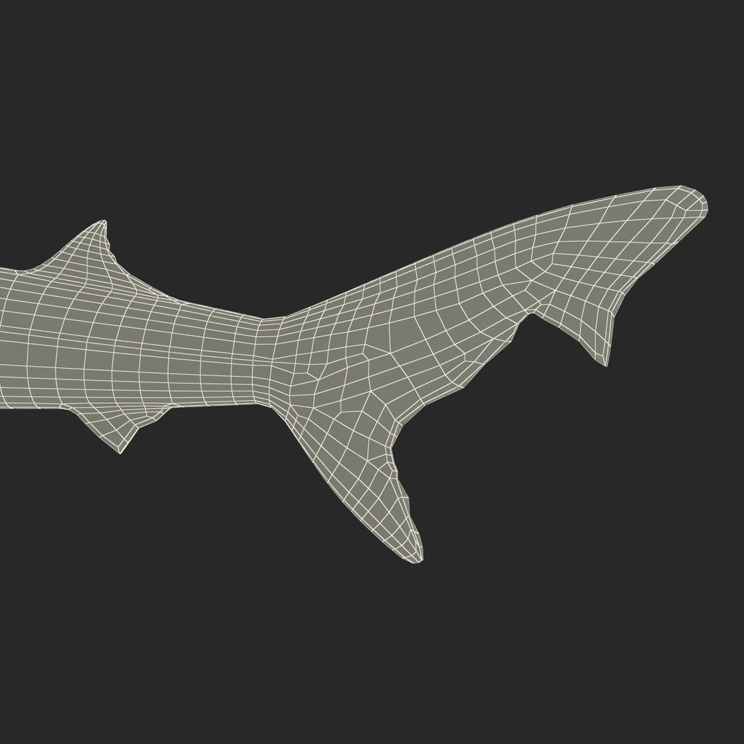 school shark pose 2 3d 3ds https://p.turbosquid.com/ts-thumb/xc/3h2TmW/JAITMoA0/3dmodelofschoolshark29/jpg/1447067361/1920x1080/fit_q87/f6973851a41f75a0544e7b517a0a1f2c34fa1743/3dmodelofschoolshark29.jpg