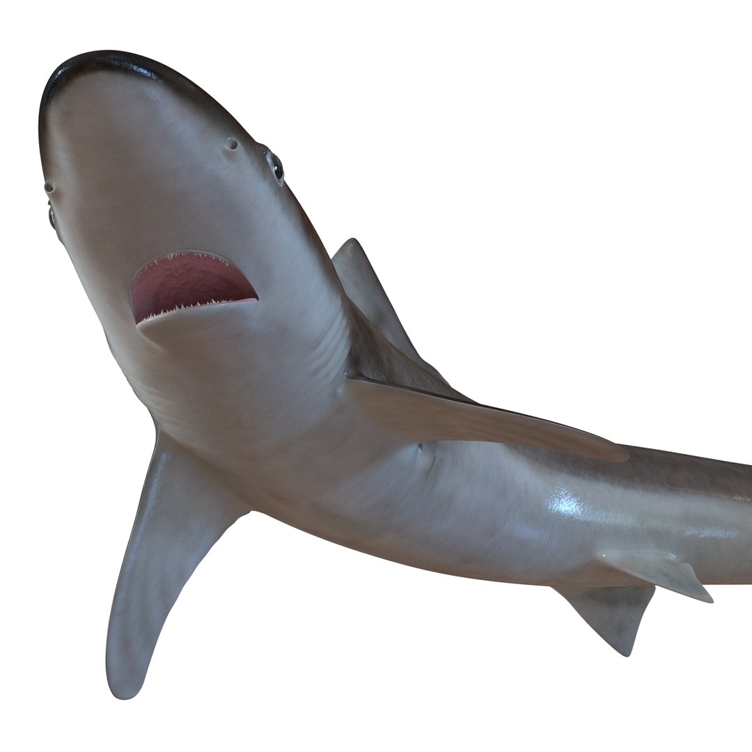 school shark pose 2 3d 3ds https://p.turbosquid.com/ts-thumb/xc/3h2TmW/O3Unsrz6/3dmodelofschoolshark09/jpg/1447067359/1920x1080/fit_q87/6f9c05706f929aae7da6d12a8c698df22f3f138f/3dmodelofschoolshark09.jpg