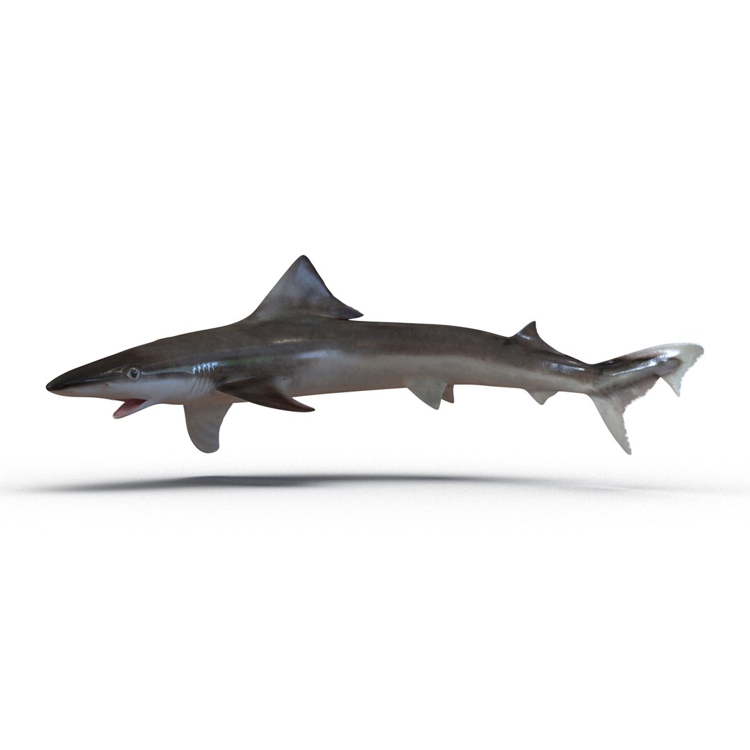 school shark pose 2 3d 3ds https://p.turbosquid.com/ts-thumb/xc/3h2TmW/St0Tgadk/3dmodelofschoolshark04/jpg/1447067358/1920x1080/fit_q87/458e560bb658f89188394ee6d36f86f76b9698d8/3dmodelofschoolshark04.jpg