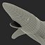 School Shark Swimming Pose 3D Model