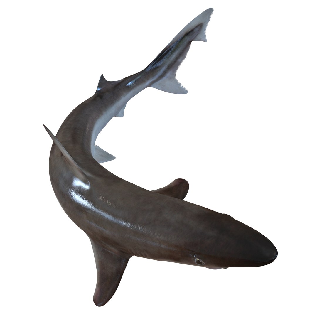 school shark pose 2 3d 3ds https://p.turbosquid.com/ts-thumb/xc/3h2TmW/ZzZ3q6VY/3dmodelofschoolshark07/jpg/1447067359/1920x1080/fit_q87/634229502a1e42acf248eb7b0ef7be6d749c0264/3dmodelofschoolshark07.jpg