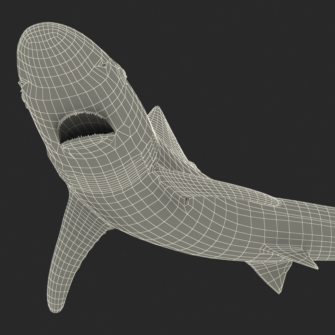 school shark pose 2 3d 3ds https://p.turbosquid.com/ts-thumb/xc/3h2TmW/elyymjl9/3dmodelofschoolshark27/jpg/1447067361/1920x1080/fit_q87/6c03200921fdf512d41dde9ebaee9921305483a1/3dmodelofschoolshark27.jpg