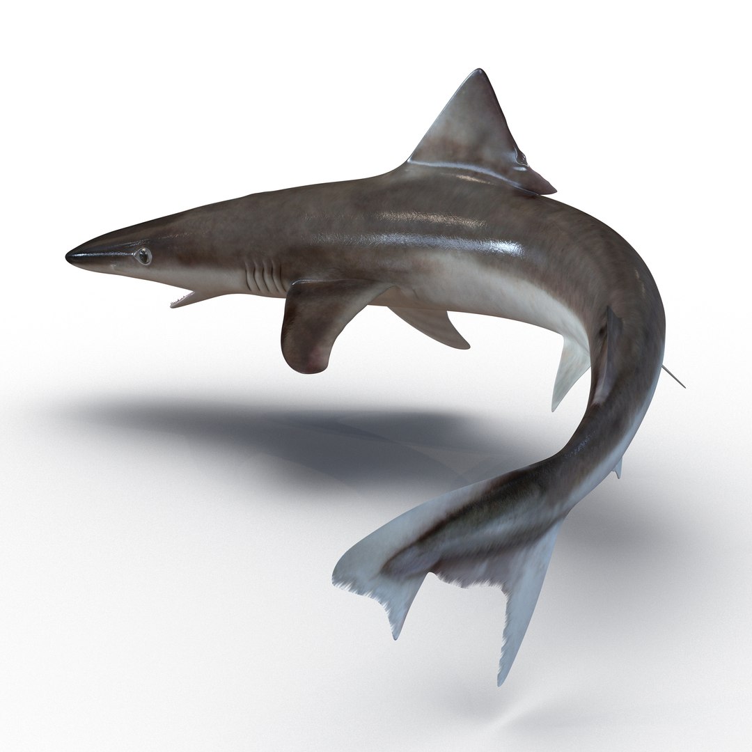 school shark pose 2 3d 3ds https://p.turbosquid.com/ts-thumb/xc/3h2TmW/ewATGKCe/3dmodelofschoolshark03/jpg/1447067358/1920x1080/fit_q87/9f5ce75740c2a970c9b9f346cc93ef35a41d60ab/3dmodelofschoolshark03.jpg