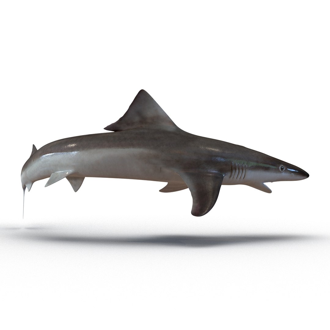 school shark pose 2 3d 3ds https://p.turbosquid.com/ts-thumb/xc/3h2TmW/ffeo47mc/3dmodelofschoolshark05/jpg/1447067358/1920x1080/fit_q87/f8c51591473a0fb54812ae53c761df88bf1560b1/3dmodelofschoolshark05.jpg