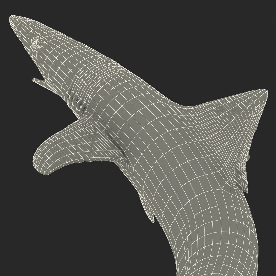 school shark pose 2 3d 3ds https://p.turbosquid.com/ts-thumb/xc/3h2TmW/kyEwnJy6/3dmodelofschoolshark31/jpg/1447067361/1920x1080/fit_q87/2184c322682123e634c846b049300df9ee1ad5d4/3dmodelofschoolshark31.jpg