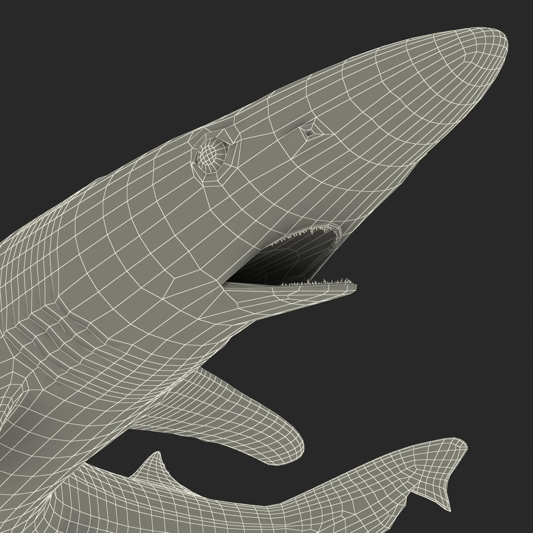 school shark pose 2 3d 3ds https://p.turbosquid.com/ts-thumb/xc/3h2TmW/lG4an97n/3dmodelofschoolshark28/jpg/1447067361/1920x1080/fit_q87/f757974462544a2f3b2653dbece626cec1470110/3dmodelofschoolshark28.jpg