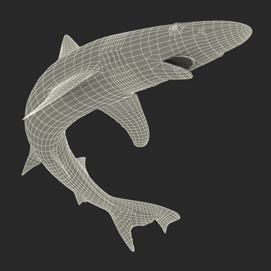 school shark pose 2 3d 3ds https://p.turbosquid.com/ts-thumb/xc/3h2TmW/qSKmwnNX/3dmodelofschoolshark26/jpg/1447067361/1920x1080/fit_q87/a15bf4adc6bec0abb283718b541bc79f6cb3dbfb/3dmodelofschoolshark26.jpg