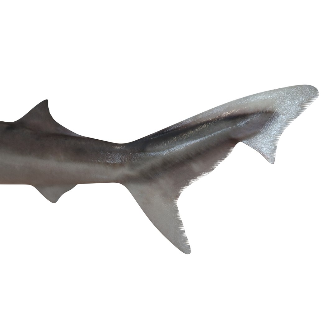 school shark pose 2 3d 3ds https://p.turbosquid.com/ts-thumb/xc/3h2TmW/vIttBG3z/3dmodelofschoolshark12/jpg/1447067359/1920x1080/fit_q87/be7239feb4b17ef2bab35334364b9fc33719e9a6/3dmodelofschoolshark12.jpg