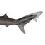 School Shark Swimming Pose 3D Model