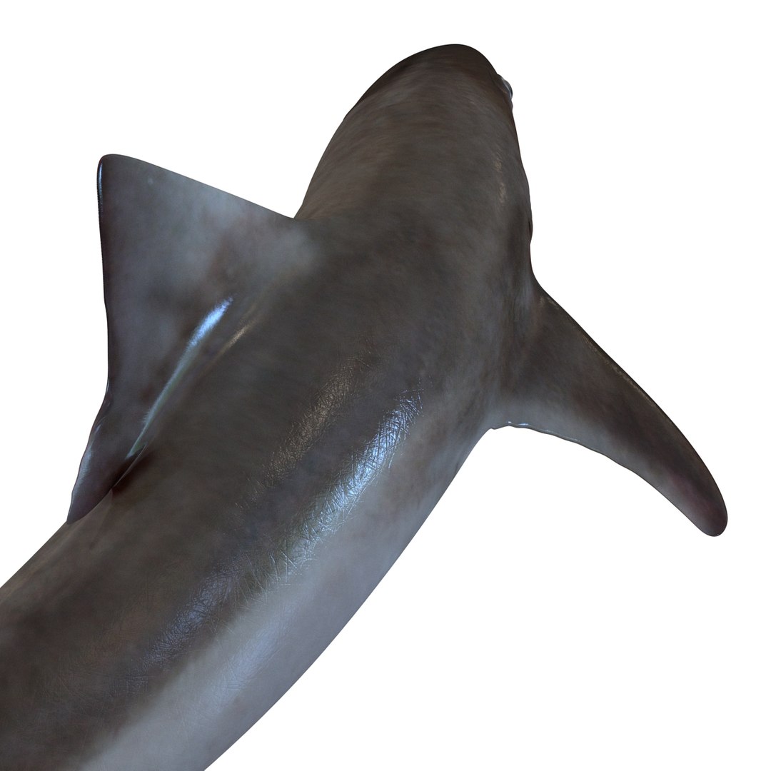 school shark pose 2 3d 3ds https://p.turbosquid.com/ts-thumb/xc/3h2TmW/vSSm7IeE/3dmodelofschoolshark14/jpg/1447067360/1920x1080/fit_q87/8a16c691976a7cec68a23f385e524258be5898a3/3dmodelofschoolshark14.jpg