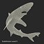 School Shark Swimming Pose 3D Model