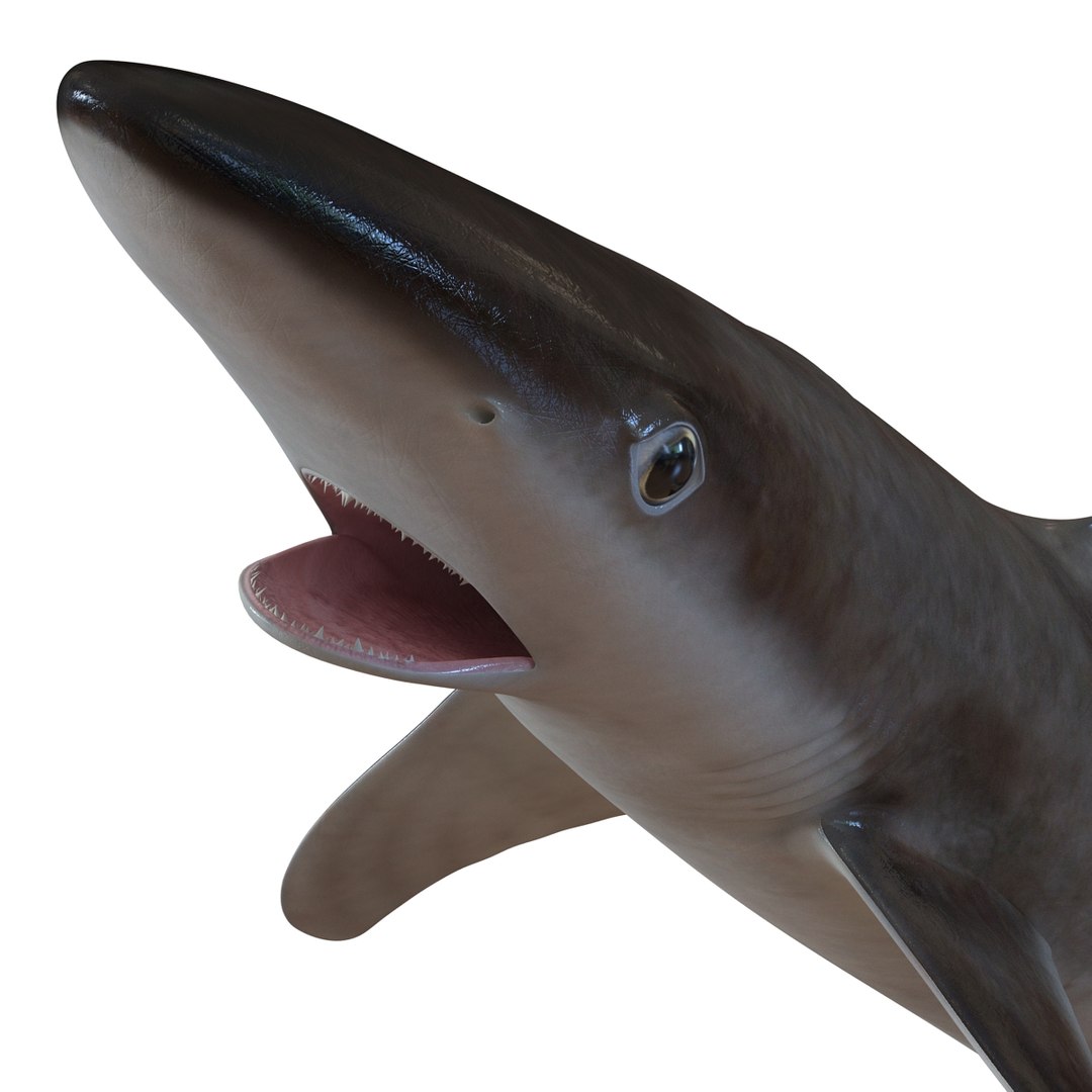 school shark pose 2 3d 3ds https://p.turbosquid.com/ts-thumb/xc/3h2TmW/zrrH9LwE/3dmodelofschoolshark16/jpg/1447067360/1920x1080/fit_q87/80f795e2348189160c8d8b5582277aff72d3e890/3dmodelofschoolshark16.jpg