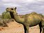Camel (Lightwave) .lwo