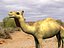 Camel (Lightwave) .lwo