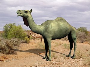camel animal 3d model