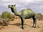 Camel (Lightwave) .lwo