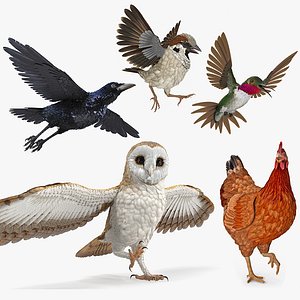Rigged Birds Collection 2 for Cinema 4D