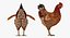 rigged birds 2 3D model