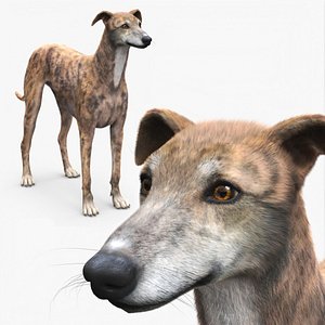 Greyhound Dog Male Brindle Fur for Cinema 4D 3D model