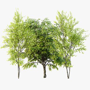 AV Acer Saccharinum and European Bladdernut Spring 2 Trees model