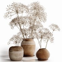 Heracleum plant set