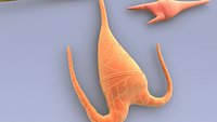 Dianoflagellates