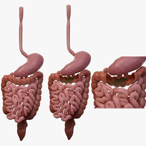 3D Intestinal waste  digestive system large and small intestines model