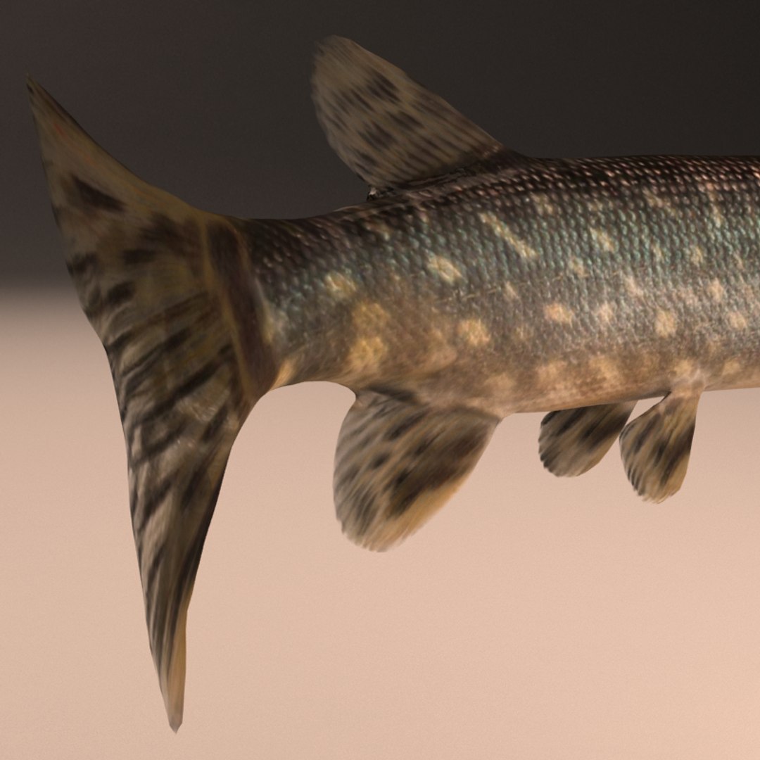 Pike Max