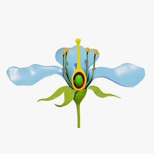 Parts of A Typical Flower 3D model