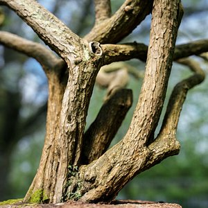 Huge Tree Environment Reference Asset
